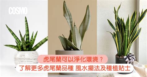 虎尾蘭功用|虎尾蘭｜助淨化家居環境？一文了解品種/風水擺法及 